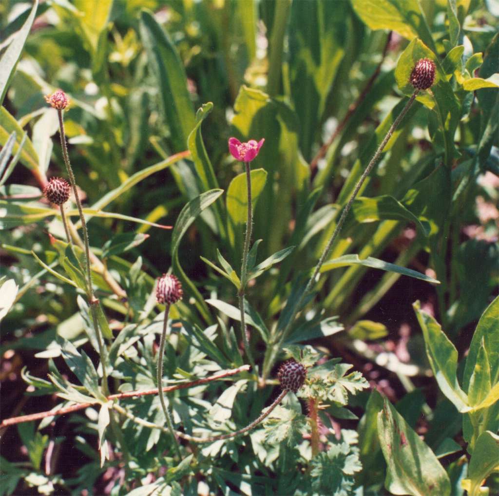 Anemone multifida var. tetonensis image