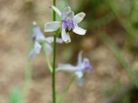 Delphinium nuttallianum image