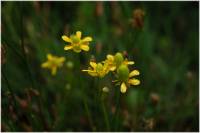 Ranunculus cymbalaria image