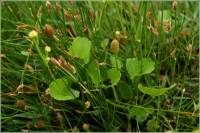 Ranunculus cymbalaria image