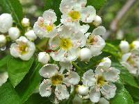 Image of Crataegus rivularis