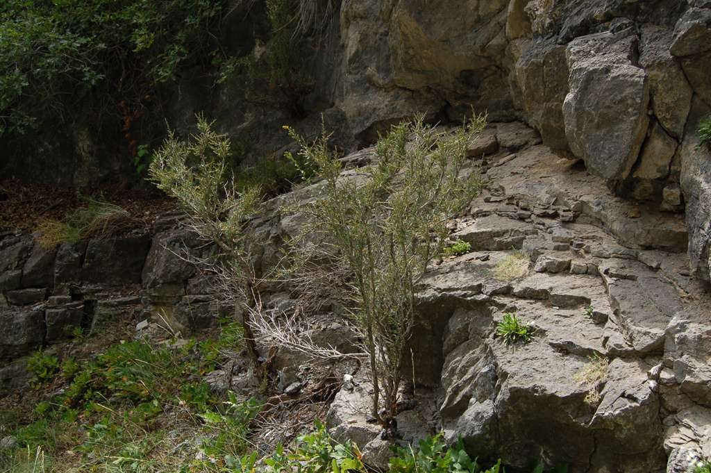 Cercocarpus intricatus image