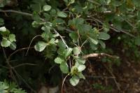 Cercocarpus montanus image