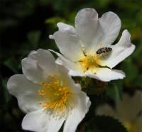 Image of Rosa canina