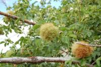 Rosa canina image