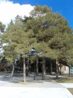 Pinus sylvestris image