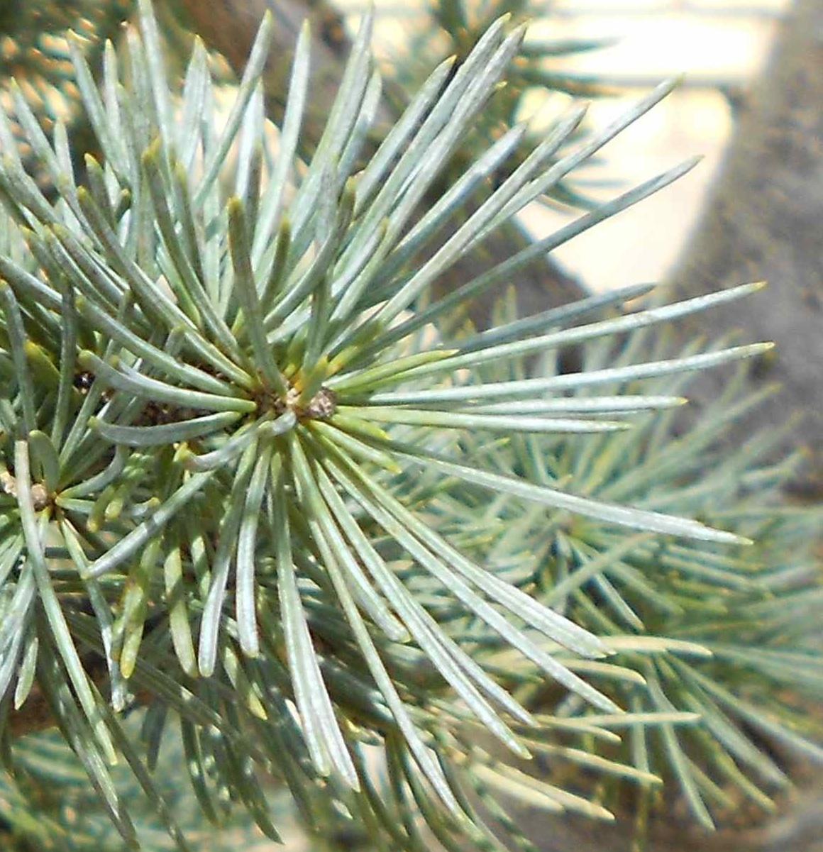 Cedrus atlantica image