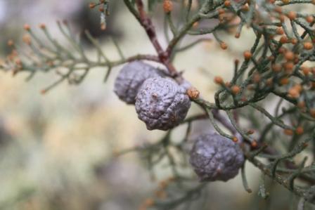 Cupressus bakeri image