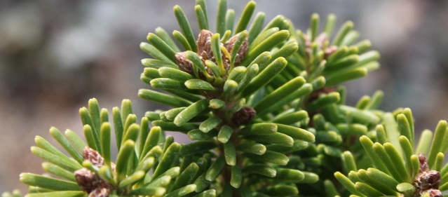 Abies alba image