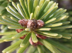 Abies alba image