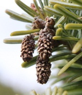 Abies alba image