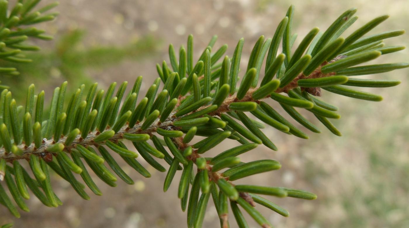 Picea orientalis image
