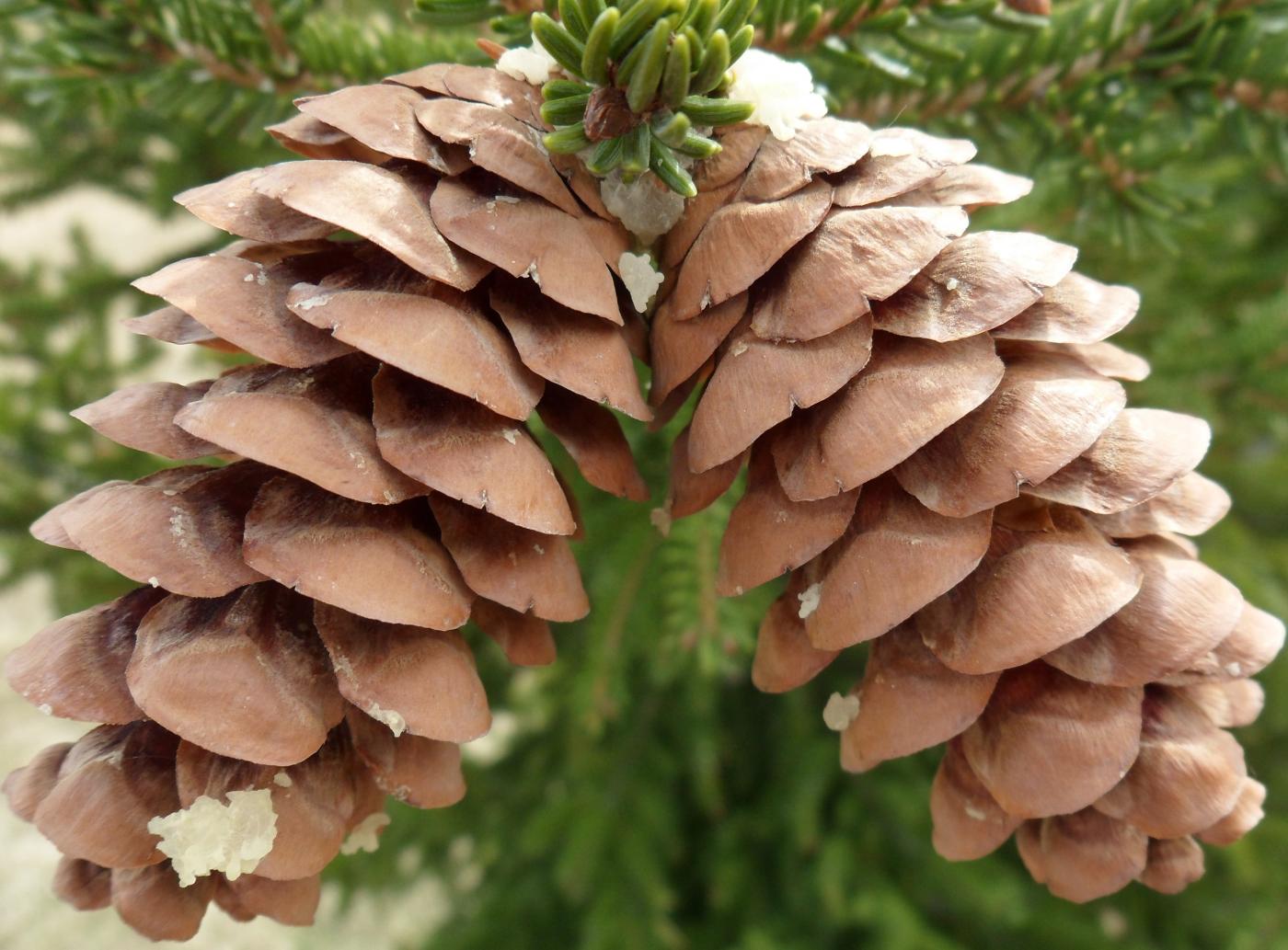 Picea orientalis image