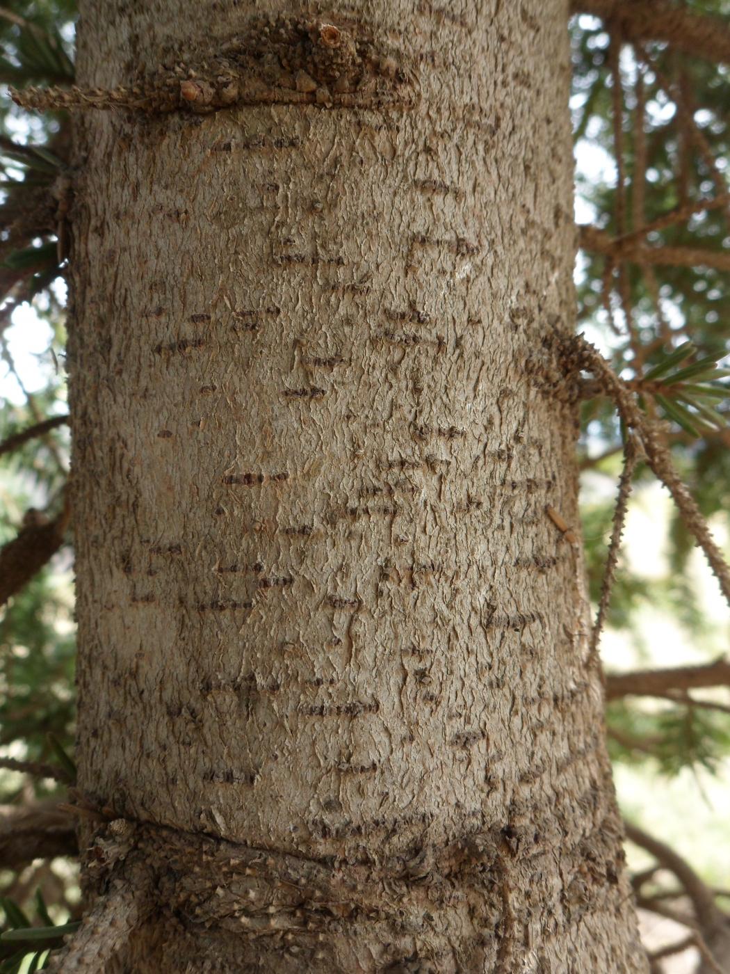 Picea orientalis image
