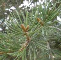 Pinus edulis image