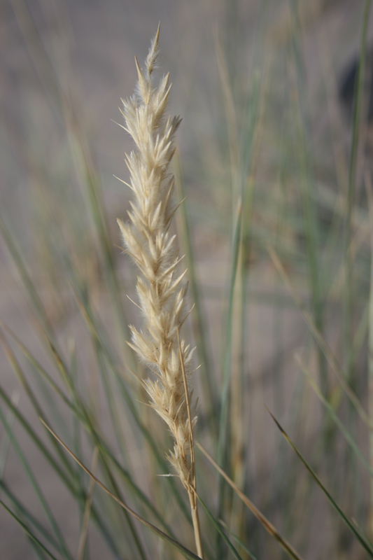 Leymus flavescens image