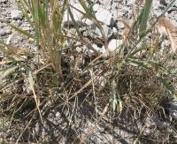 Leymus racemosus subsp. racemosus image