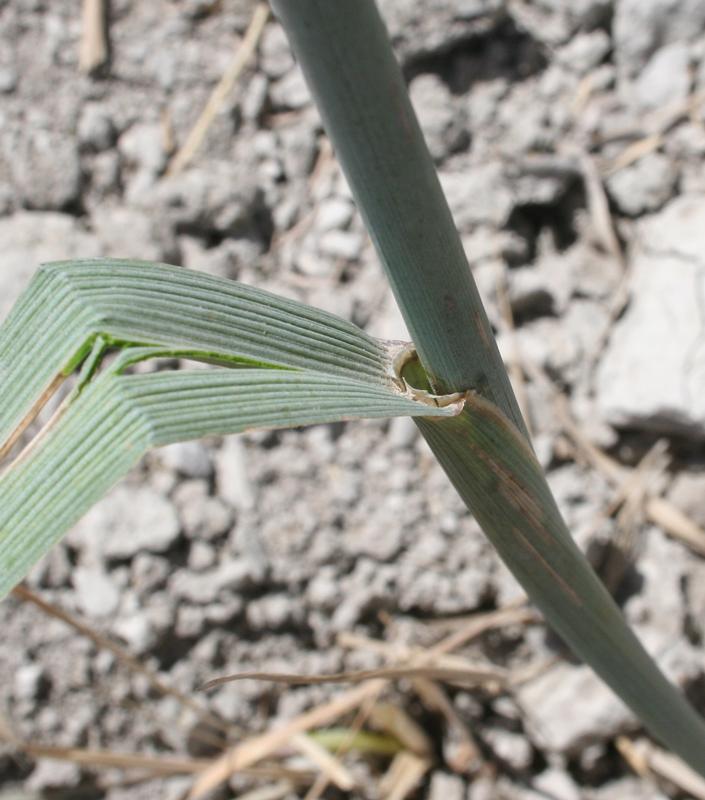Leymus racemosus subsp. racemosus image