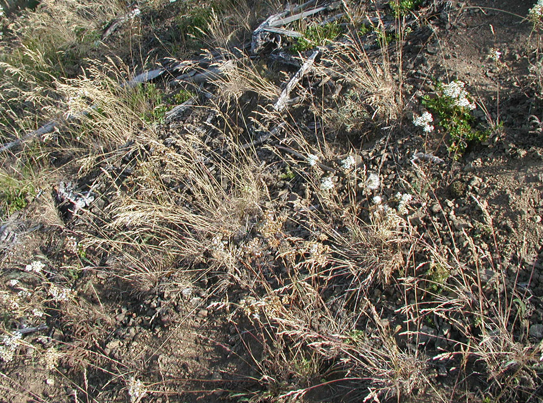 Poa glauca subsp. glauca image