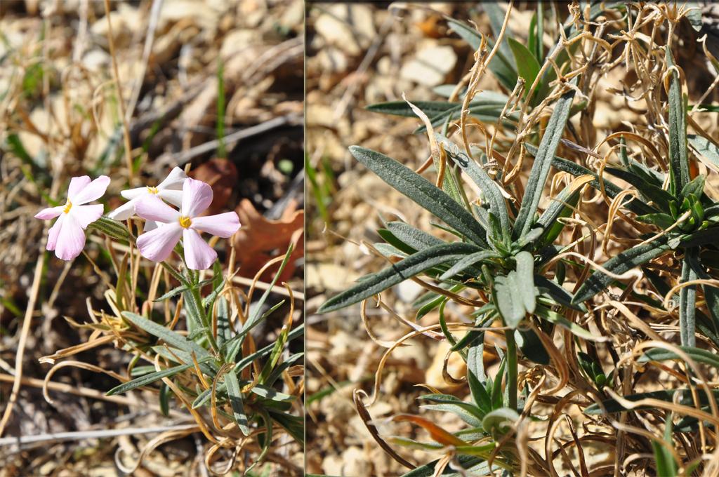 Phlox longifolia var. longifolia image