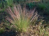 Image of Aristida purpurea