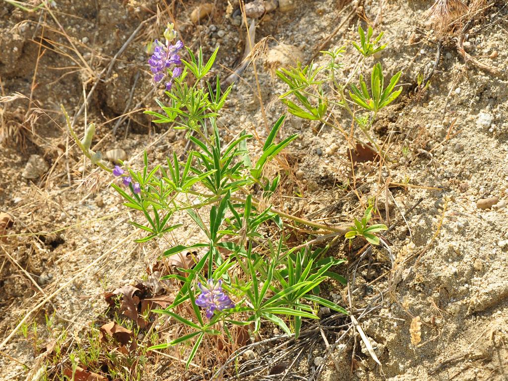 Lupinus caudatus subsp. caudatus image