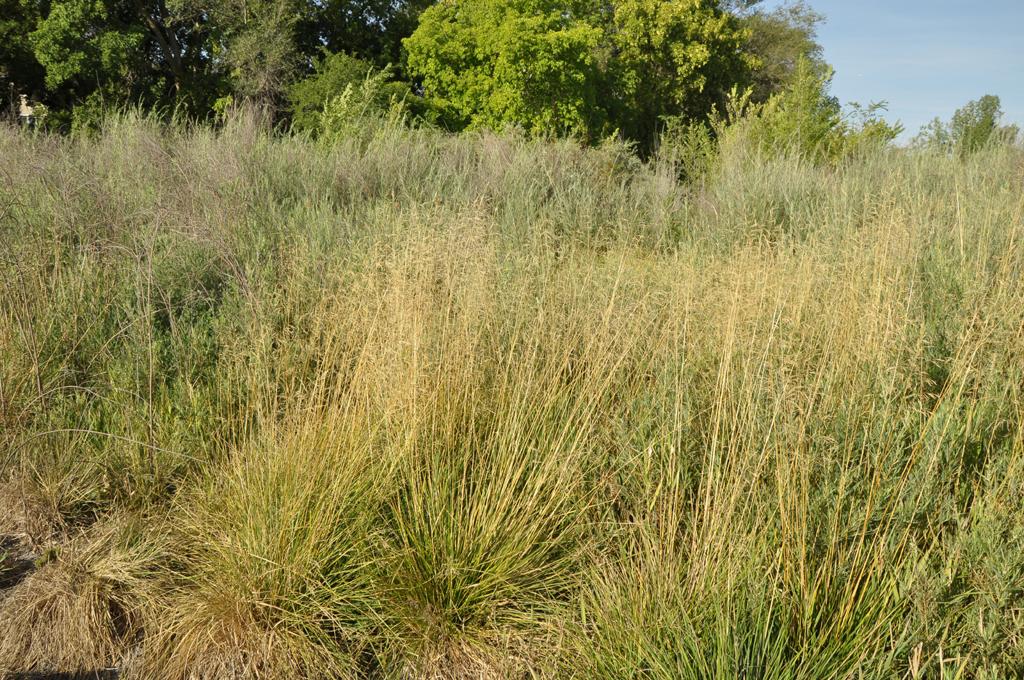 Deschampsia cespitosa subsp. cespitosa image