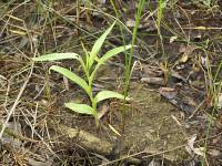 Epipactis gigantea image