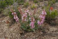 Penstemon flowersii image