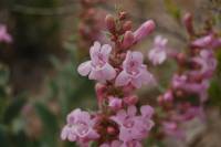 Penstemon flowersii image