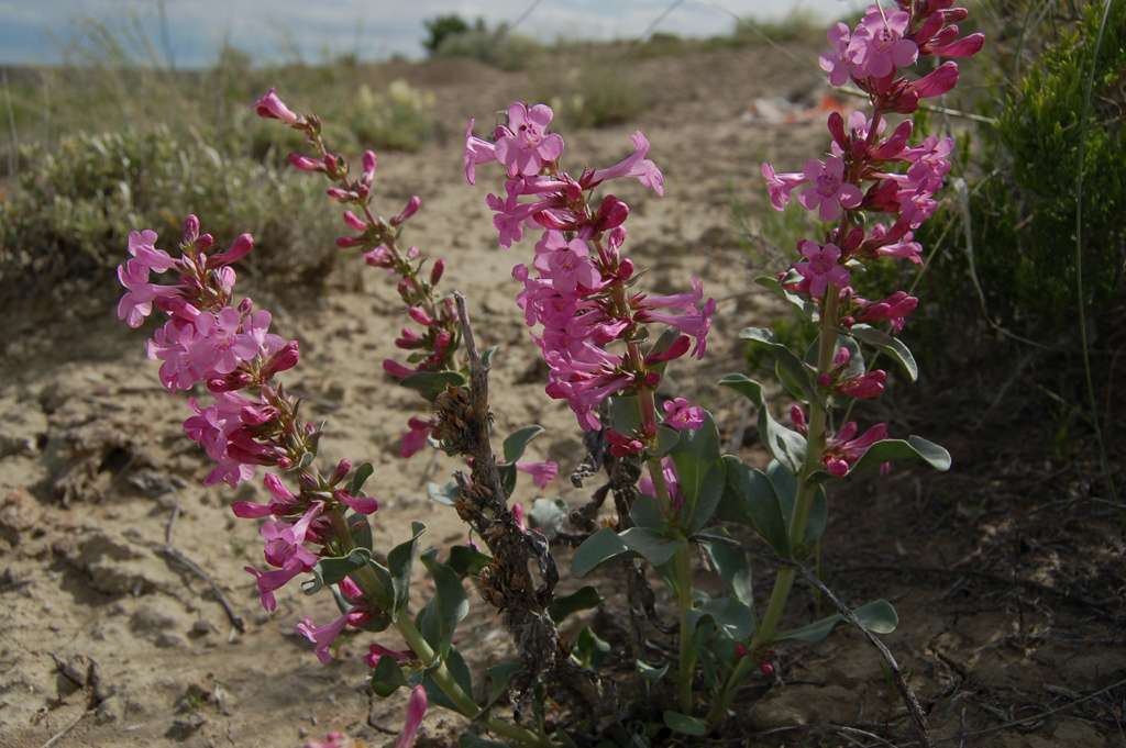 Penstemon flowersii image