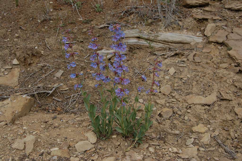 Penstemon pachyphyllus var. pachyphyllus image