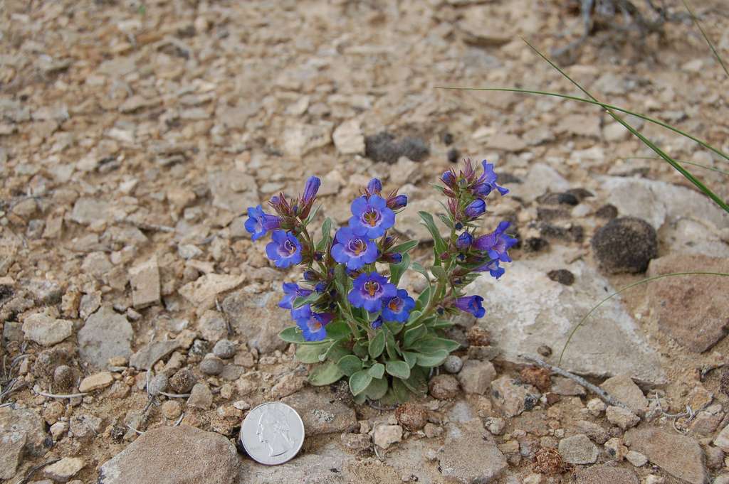 Penstemon duchesnensis image