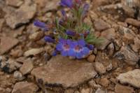 Penstemon duchesnensis image