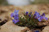 Penstemon duchesnensis image