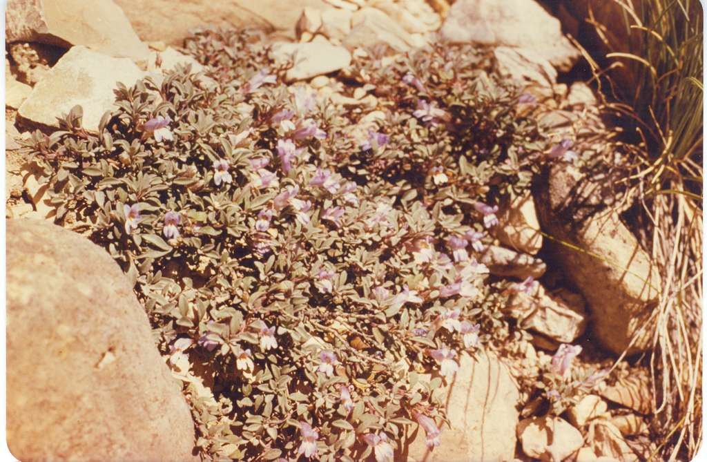 Penstemon caespitosus var. perbrevis image