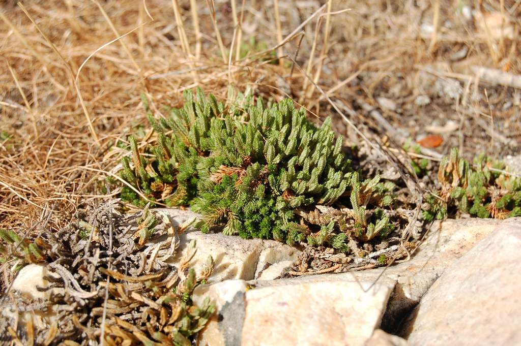 Selaginella watsonii image