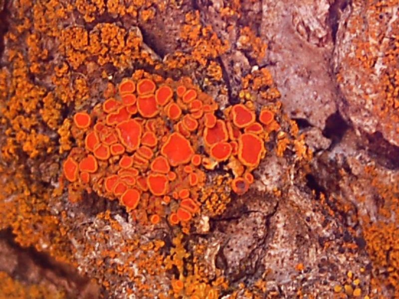 Fungi image
