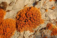 Image of Xanthoria elegans