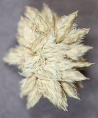 Ochthochloa compressa image