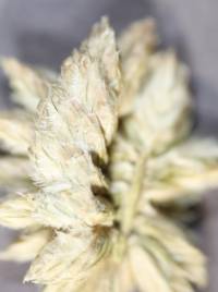 Ochthochloa compressa image