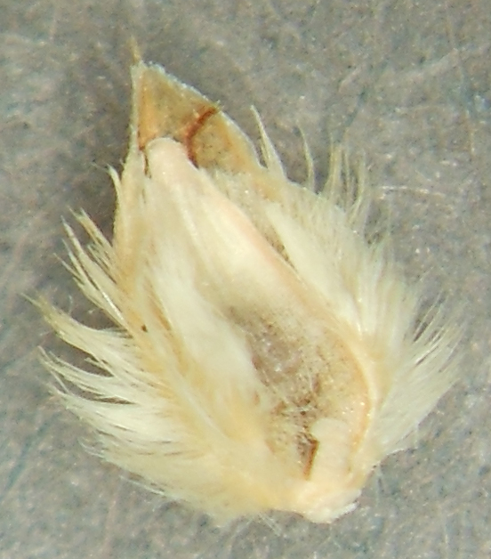 Ochthochloa compressa image