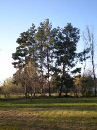 Pinus sylvestris image