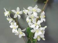 Deutzia gracilis image