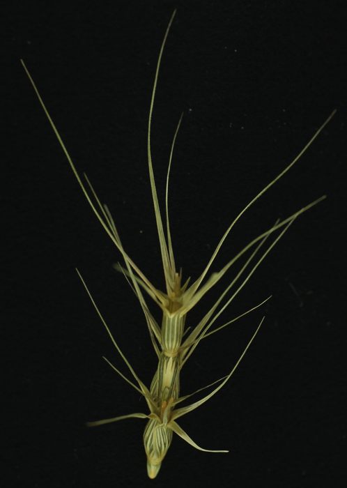 Aegilops biuncialis image