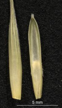 Elymus arizonicus image