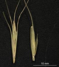 Elymus arizonicus image