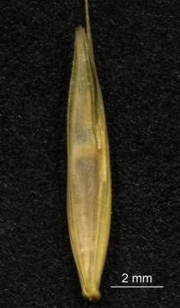 Elymus breviaristatus image