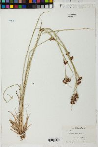 Rhynchospora cymosa image