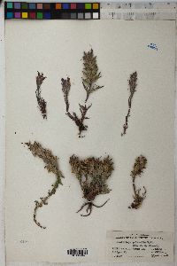 Castilleja pulchella image